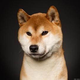 狗狗币核心开发者引入新的开发基金
